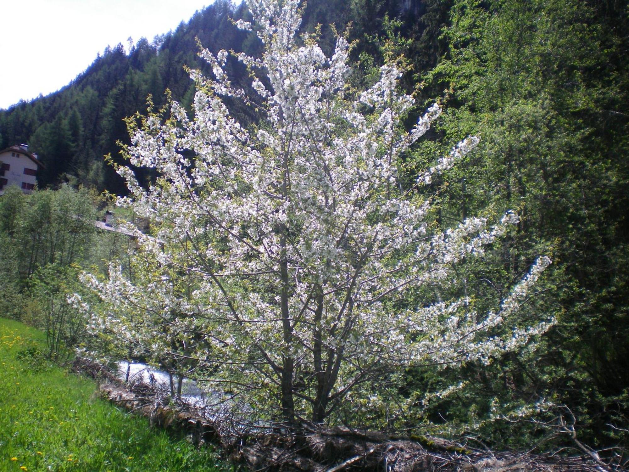 Villa Otto Santa Cristina Val Gardena Экстерьер фото
